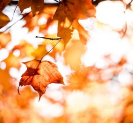 Lâcher prise feuille