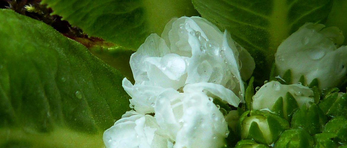 Primevérité Primevère blanche