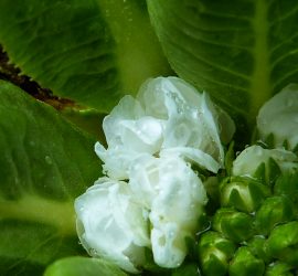 Primevérité Primevère blanche