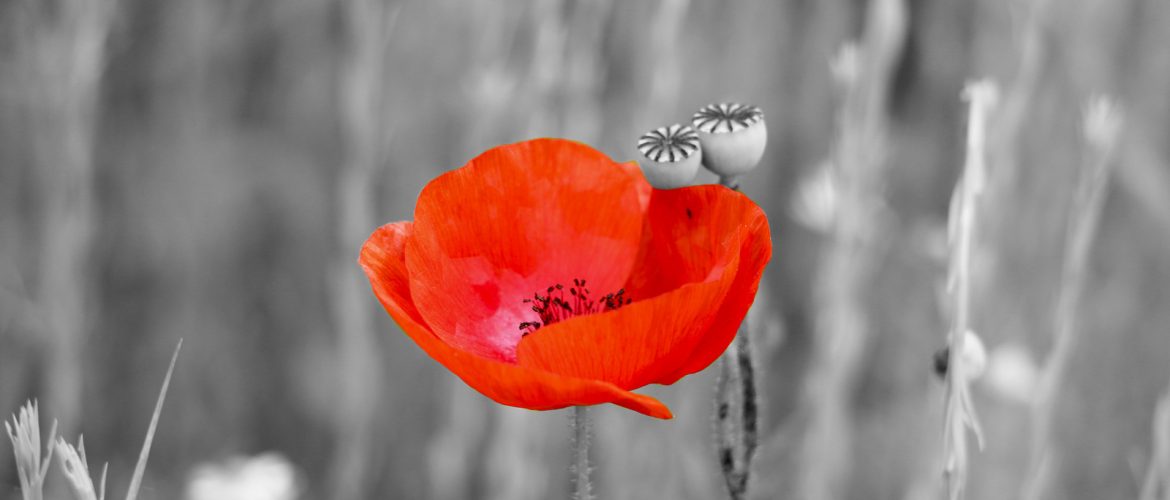 coquelicot danseur de vie