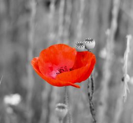 coquelicot danseur de vie