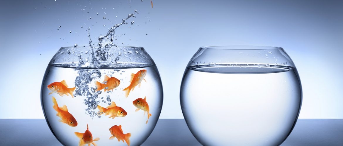 poisson rouge saute hors bocal