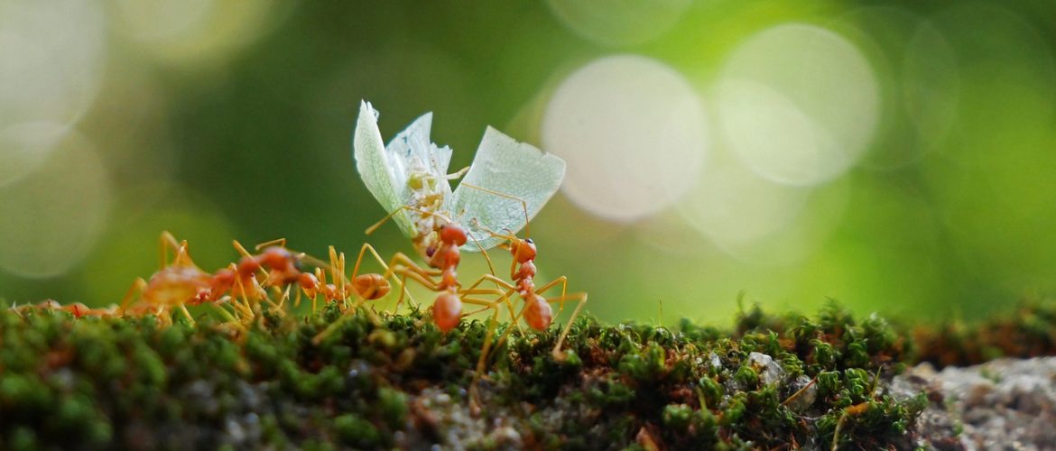 Fourmis entraide et solidarité