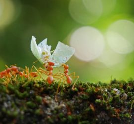 Fourmis entraide et solidarité
