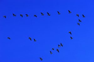 Oiseaux migrateurs solidarité