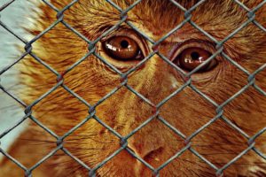 Maintenant ou jamais sortir de la domestication