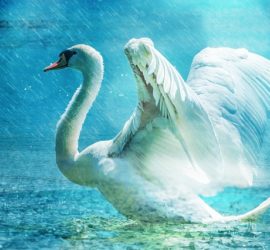 Régénération cygne