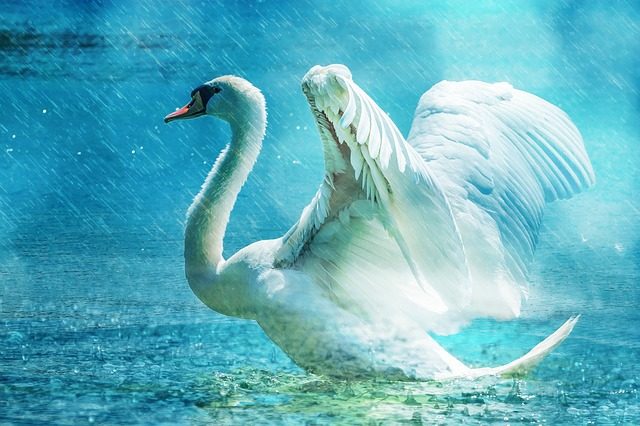 Régénération cygne